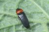 Ampedus sinuatus